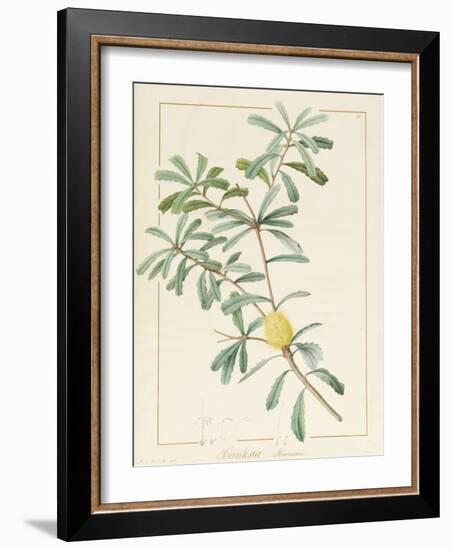 Banksia Marcescens, 1813-Pierre Joseph Redoute-Framed Giclee Print