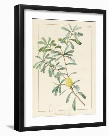 Banksia Marcescens, 1813-Pierre Joseph Redoute-Framed Giclee Print