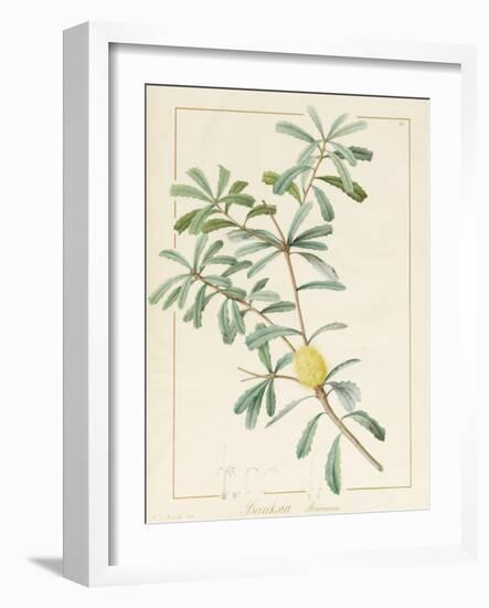 Banksia Marcescens, 1813-Pierre Joseph Redoute-Framed Giclee Print