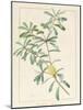 Banksia Marcescens, 1813-Pierre Joseph Redoute-Mounted Giclee Print