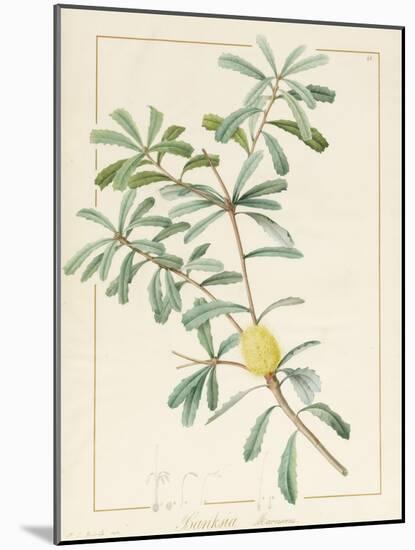 Banksia Marcescens, 1813-Pierre Joseph Redoute-Mounted Giclee Print