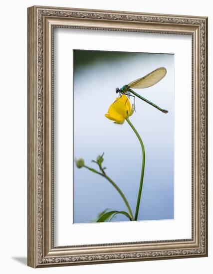 Bannded Demoiselle Resting on Buttercup, Lower Tamar Lakes, Cornwall - Devon Border, UK. May-Ross Hoddinott-Framed Photographic Print