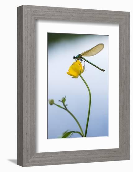 Bannded Demoiselle Resting on Buttercup, Lower Tamar Lakes, Cornwall - Devon Border, UK. May-Ross Hoddinott-Framed Photographic Print