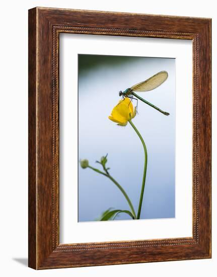 Bannded Demoiselle Resting on Buttercup, Lower Tamar Lakes, Cornwall - Devon Border, UK. May-Ross Hoddinott-Framed Photographic Print