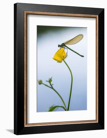 Bannded Demoiselle Resting on Buttercup, Lower Tamar Lakes, Cornwall - Devon Border, UK. May-Ross Hoddinott-Framed Photographic Print