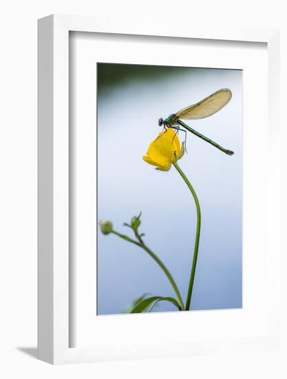 Bannded Demoiselle Resting on Buttercup, Lower Tamar Lakes, Cornwall - Devon Border, UK. May-Ross Hoddinott-Framed Photographic Print