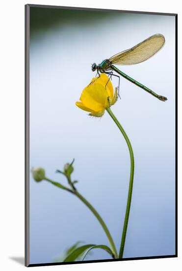 Bannded Demoiselle Resting on Buttercup, Lower Tamar Lakes, Cornwall - Devon Border, UK. May-Ross Hoddinott-Mounted Photographic Print