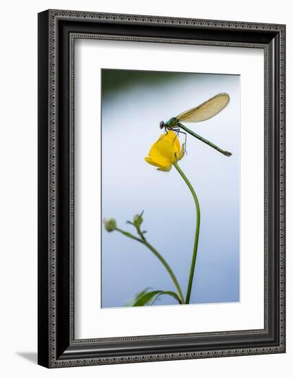 Bannded Demoiselle Resting on Buttercup, Lower Tamar Lakes, Cornwall - Devon Border, UK. May-Ross Hoddinott-Framed Photographic Print