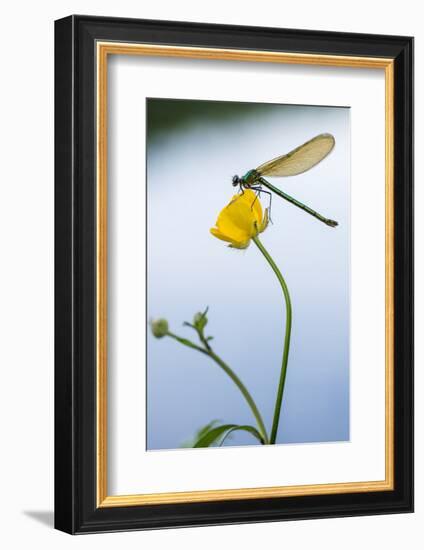 Bannded Demoiselle Resting on Buttercup, Lower Tamar Lakes, Cornwall - Devon Border, UK. May-Ross Hoddinott-Framed Photographic Print