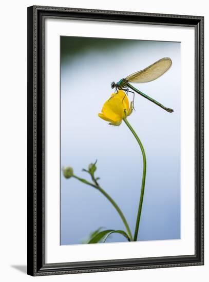 Bannded Demoiselle Resting on Buttercup, Lower Tamar Lakes, Cornwall - Devon Border, UK. May-Ross Hoddinott-Framed Photographic Print