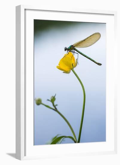 Bannded Demoiselle Resting on Buttercup, Lower Tamar Lakes, Cornwall - Devon Border, UK. May-Ross Hoddinott-Framed Photographic Print