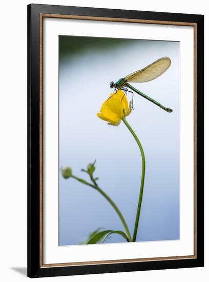 Bannded Demoiselle Resting on Buttercup, Lower Tamar Lakes, Cornwall - Devon Border, UK. May-Ross Hoddinott-Framed Photographic Print