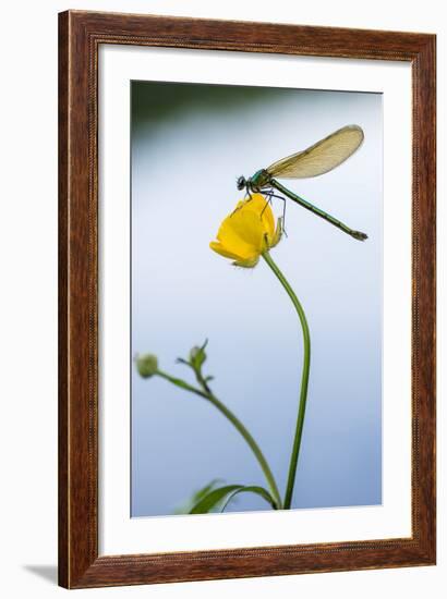 Bannded Demoiselle Resting on Buttercup, Lower Tamar Lakes, Cornwall - Devon Border, UK. May-Ross Hoddinott-Framed Photographic Print