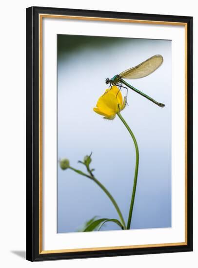 Bannded Demoiselle Resting on Buttercup, Lower Tamar Lakes, Cornwall - Devon Border, UK. May-Ross Hoddinott-Framed Photographic Print