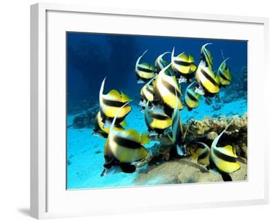 Banner Fish St Johns Reef Red Sea Photographic Print By Mark