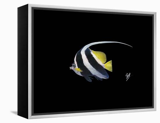 Bannerfish-Durwood Coffey-Framed Premier Image Canvas