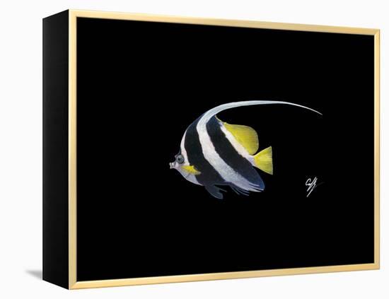 Bannerfish-Durwood Coffey-Framed Premier Image Canvas