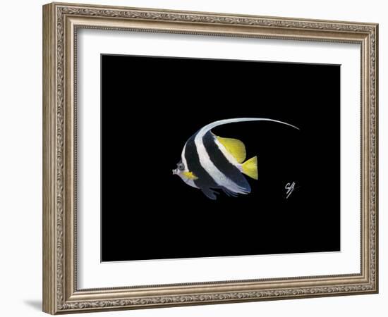 Bannerfish-Durwood Coffey-Framed Giclee Print