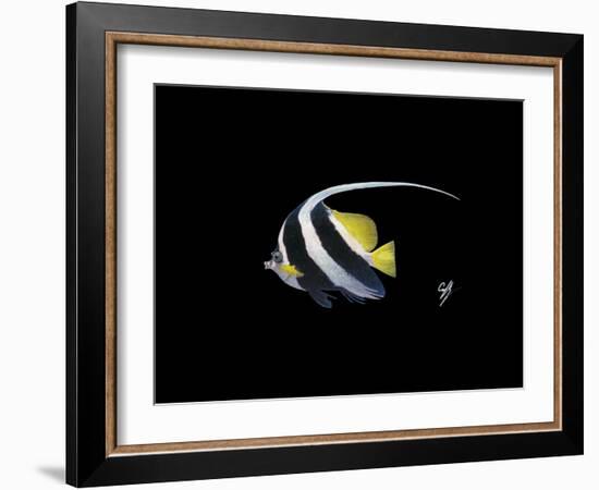 Bannerfish-Durwood Coffey-Framed Giclee Print