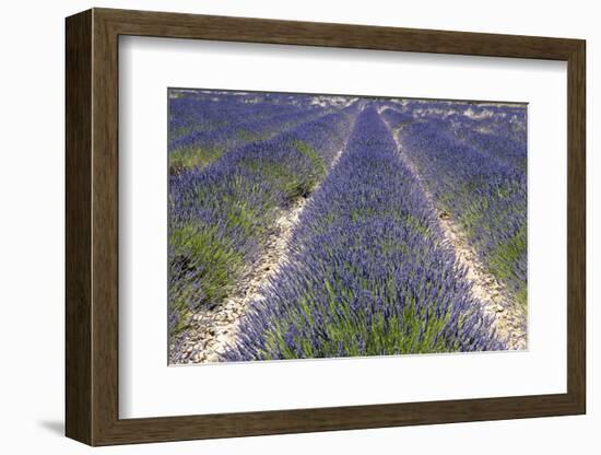 Banon, Provence, France-Sergio Pitamitz-Framed Photographic Print