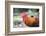 Bantam Rooster, Florida, Usa-Lisa S. Engelbrecht-Framed Photographic Print