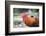 Bantam Rooster, Florida, Usa-Lisa S. Engelbrecht-Framed Photographic Print