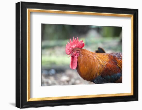 Bantam Rooster, Florida, Usa-Lisa S. Engelbrecht-Framed Photographic Print