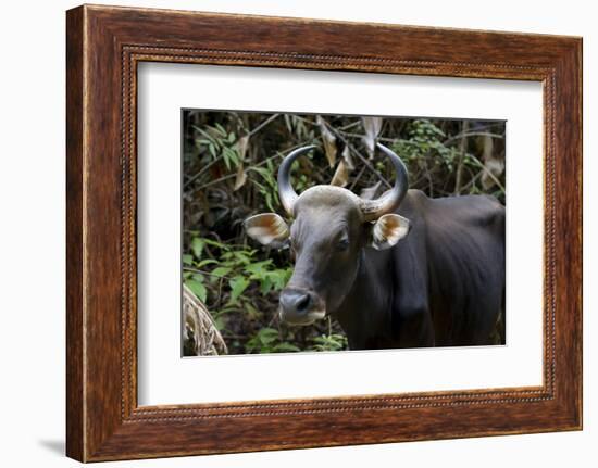 Banteng (Bos Javanicus Birmanicus) Taman Negara , Malaysia-Daniel Heuclin-Framed Photographic Print