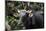 Banteng (Bos Javanicus Birmanicus) Taman Negara , Malaysia-Daniel Heuclin-Mounted Photographic Print