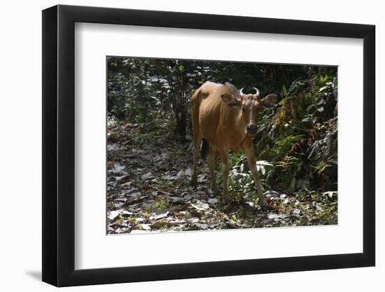 Banteng (Bos Javanicus Birmanicus) Taman Negara , Malaysia-Daniel Heuclin-Framed Photographic Print