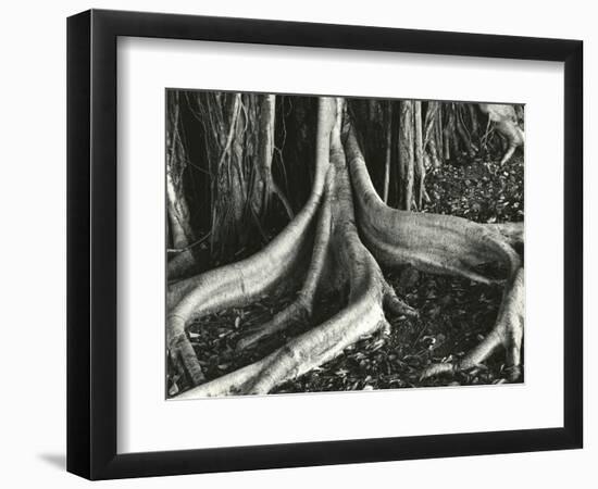 Banyan Roots, Hawaii, 1979-Brett Weston-Framed Photographic Print