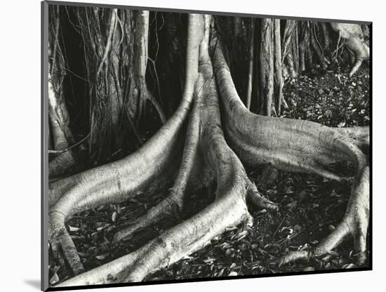 Banyan Roots, Hawaii, 1979-Brett Weston-Mounted Photographic Print