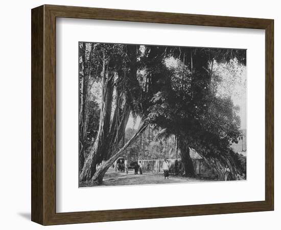 'Banyan Tree at Kalutara', c1890, (1910)-Alfred William Amandus Plate-Framed Photographic Print