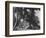 'Banyan Tree at Kalutara', c1890, (1910)-Alfred William Amandus Plate-Framed Photographic Print