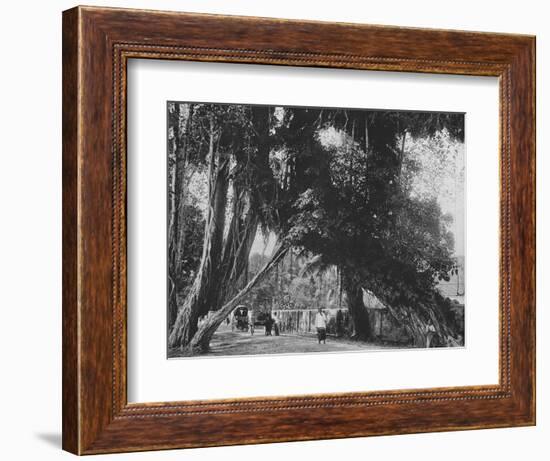 'Banyan Tree at Kalutara', c1890, (1910)-Alfred William Amandus Plate-Framed Photographic Print