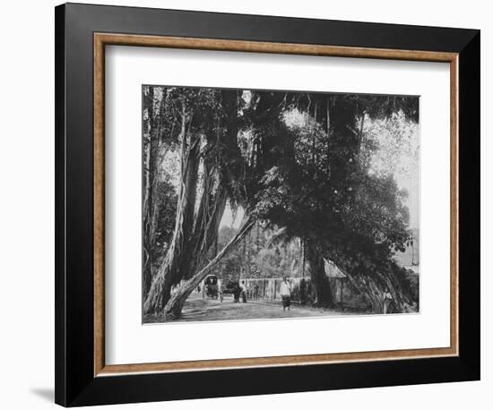 'Banyan Tree at Kalutara', c1890, (1910)-Alfred William Amandus Plate-Framed Photographic Print