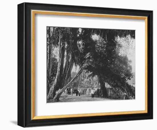 'Banyan Tree at Kalutara', c1890, (1910)-Alfred William Amandus Plate-Framed Photographic Print