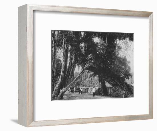 'Banyan Tree at Kalutara', c1890, (1910)-Alfred William Amandus Plate-Framed Photographic Print