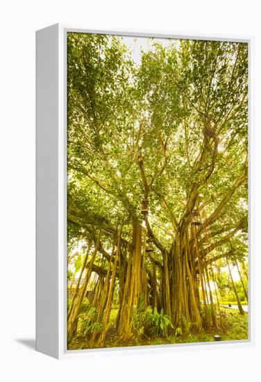 Banyan Tree, D'Eau Douce, Flacq, East Coast, Mauritius-Jon Arnold-Framed Premier Image Canvas