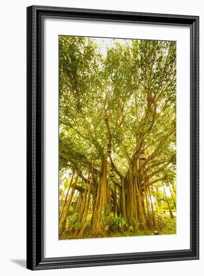 Banyan Tree, D'Eau Douce, Flacq, East Coast, Mauritius-Jon Arnold-Framed Photographic Print