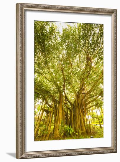 Banyan Tree, D'Eau Douce, Flacq, East Coast, Mauritius-Jon Arnold-Framed Photographic Print