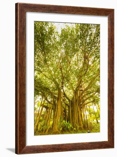 Banyan Tree, D'Eau Douce, Flacq, East Coast, Mauritius-Jon Arnold-Framed Photographic Print