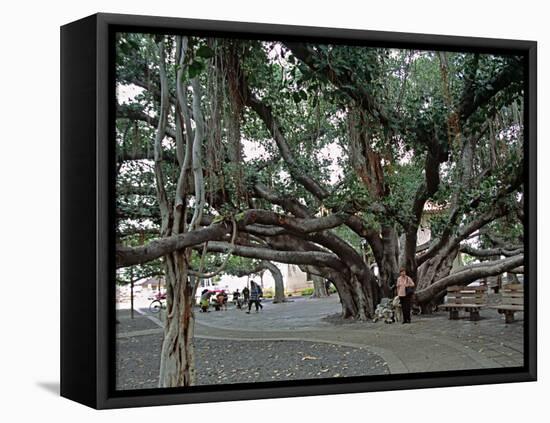 Banyan Tree in Lahaina, Maui, Hawaii, USA-Charles Sleicher-Framed Premier Image Canvas