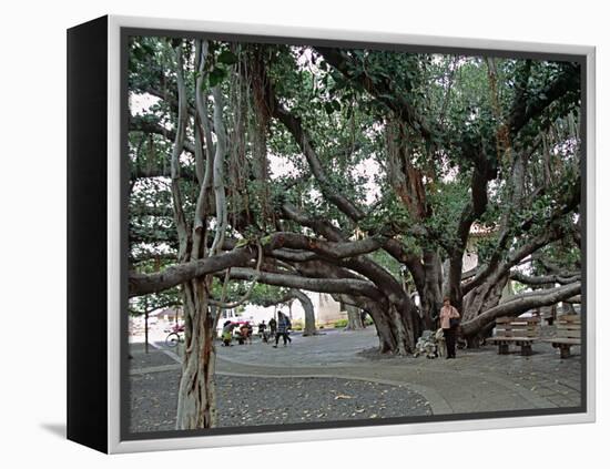 Banyan Tree in Lahaina, Maui, Hawaii, USA-Charles Sleicher-Framed Premier Image Canvas