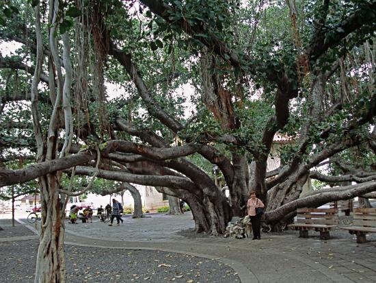 Banyan tree fruit image