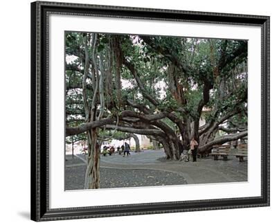 Hawaii, Maui, Honolua, A Tree Surrounded by Lush Green Vines | Large Stretched Canvas, Black Floating Frame Wall Art Print | Great Big Canvas