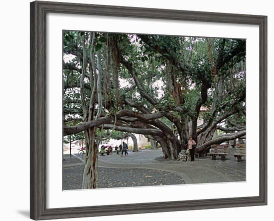 Banyan Tree in Lahaina, Maui, Hawaii, USA-Charles Sleicher-Framed Photographic Print