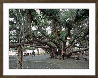 Banyan Tree in Lahaina, Maui, Hawaii, USA' Photographic Print - Charles Sleicher Banyan Tree in Lahaina, Maui, Hawaii, USA' Photographic Print - Charles Sleicher