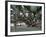 Banyan Tree in Lahaina, Maui, Hawaii, USA-Charles Sleicher-Framed Photographic Print