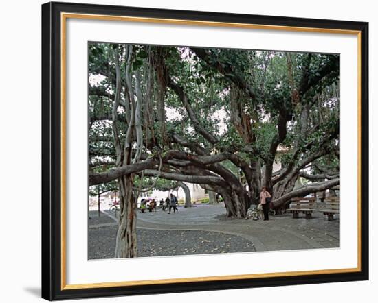 Banyan Tree in Lahaina, Maui, Hawaii, USA-Charles Sleicher-Framed Photographic Print